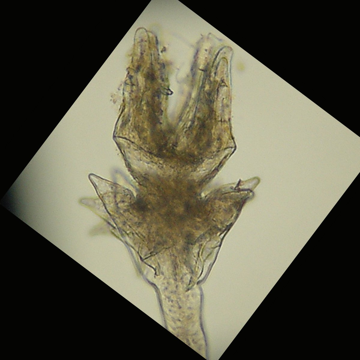 Image of Hydroides mucronatus